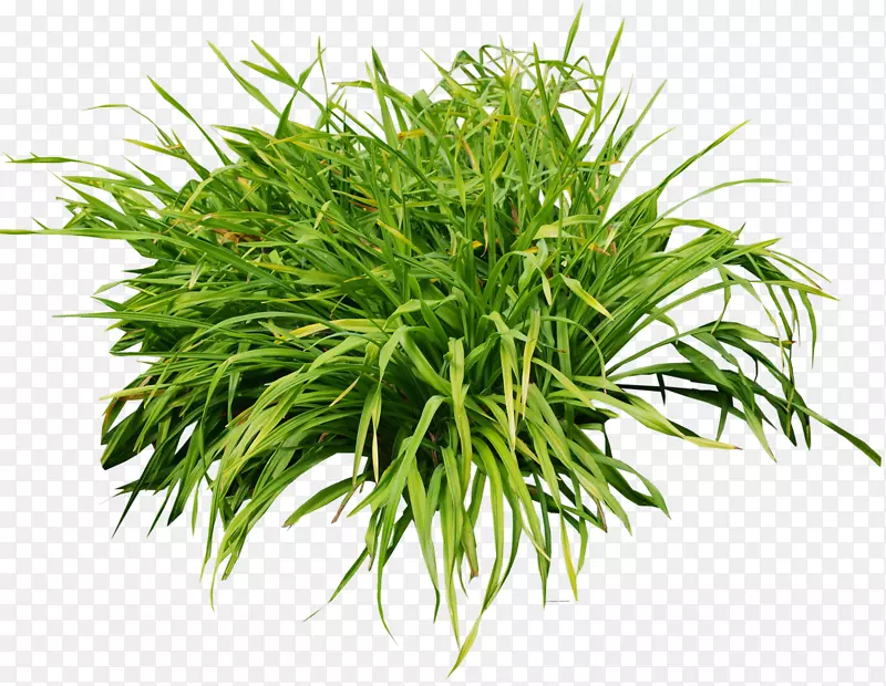 ǰԺ�ݼ�������ľ��-������