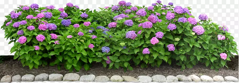 ����ֲ���ľ-������