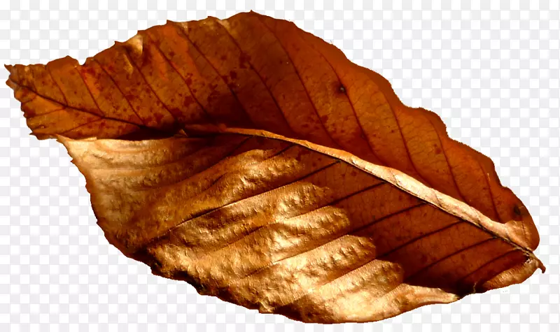 ������pngͼƬadobe Photoshopͼ����Ӱ.��³��˹-������