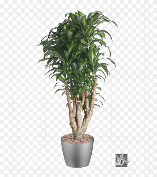 [ҽ]ˮ�ɼ���ֲ���������(Dracaena afrexa var.)��������ֲ��.��԰װ����-������