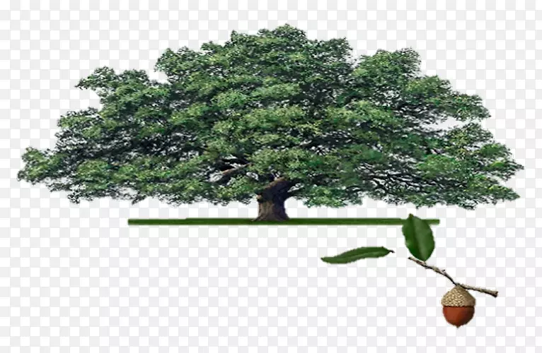 ����ֲ��ľ��ֲ������ʼ�-������-������