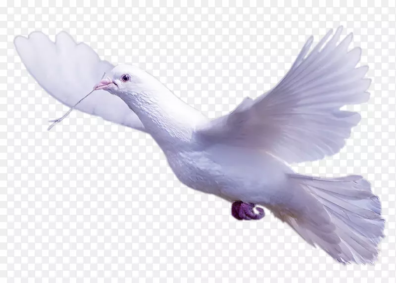 ͼƬgif�⾰adobe PhotoshoppngͼƬ.-������