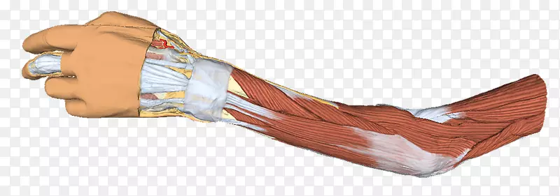 Ĵָ��Ʒҽ���������ֽṹ����-������