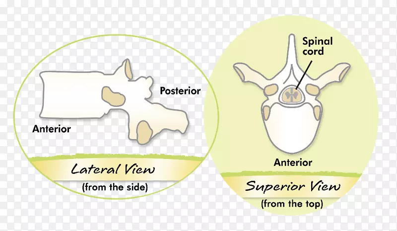 ��ͨ���嶯��Ʒ�ƶ���-������͹-������