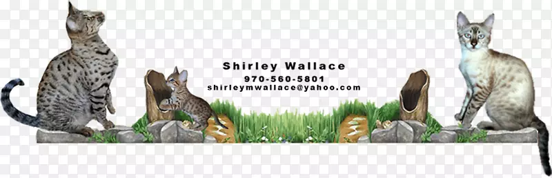 ������è������è�ϼ���èƷ�����èƷ��-������