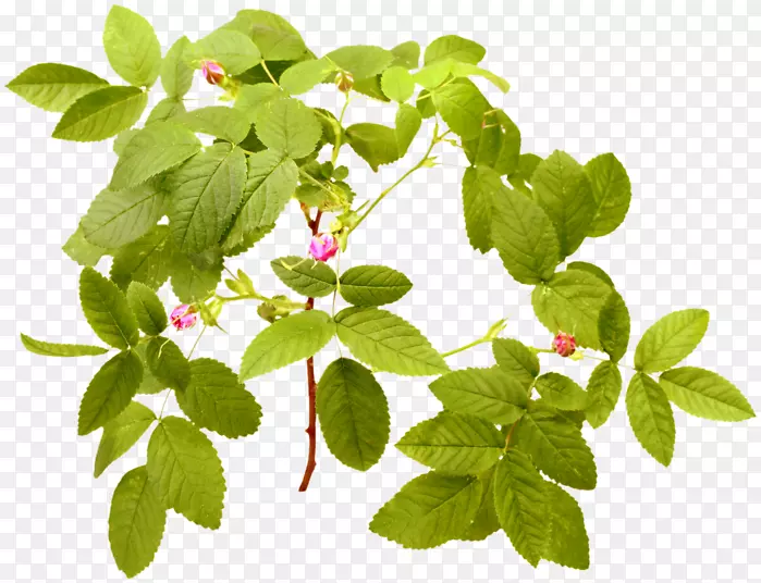 ��-õ����Ӱͼ��-ĸ�׵ļ���-������