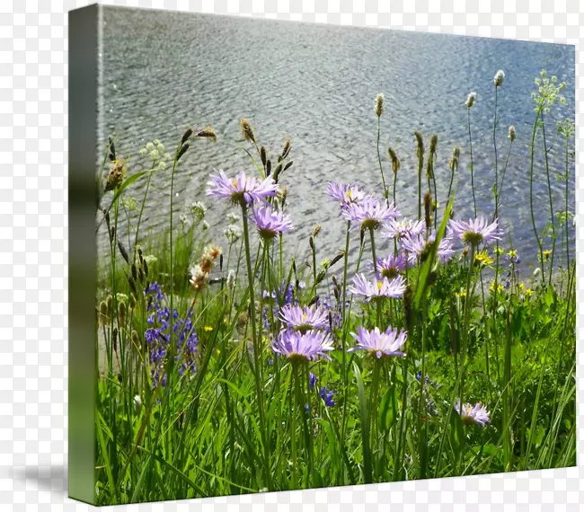 ���Ȱ�������Ӱ������-������