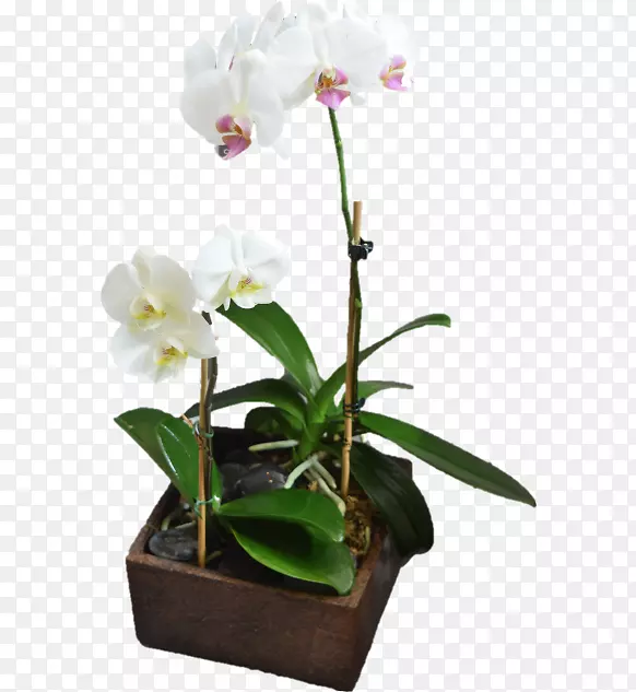 �����Ļ��������ӣ����꣬�ɶ꣬�������л���ֲ��.����������������-������