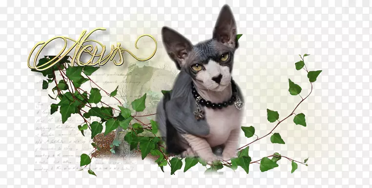 Ȯ�������ֽ�������-ʨ��������Сè-������