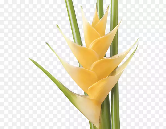 ����������л������ȴ���ҡ���е�Ħ��-������