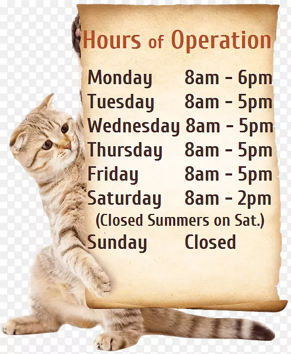 ����è����������Ƭ-���׷���-������