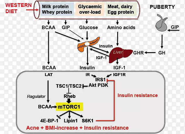 ֧��������mTORC 1�ȵ��صֿ�ţ��������-������