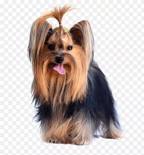 Լ�˿���Ȯ���Ĵ�����˿ë��Ȯ���Ĵ�������Ȯ��Ī��С������ױ��硣-������