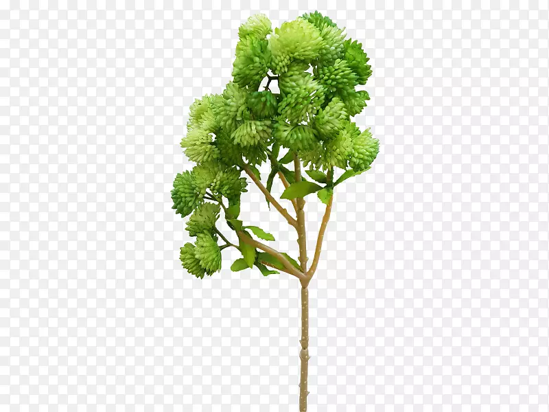 ���Ҷ֦��ɫֲ��.��ɫ���콬��֦-������