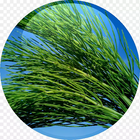 Ұ����βҩ��ֲ��������β��-������