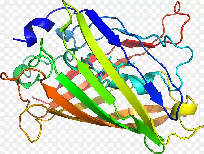 ���������л����Ʒ��ӫ��ˮĸAequorea-������