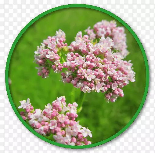 �Ӳ���ȡ��ҩ��ֲ��.�ʾղ�ĸ�����-������