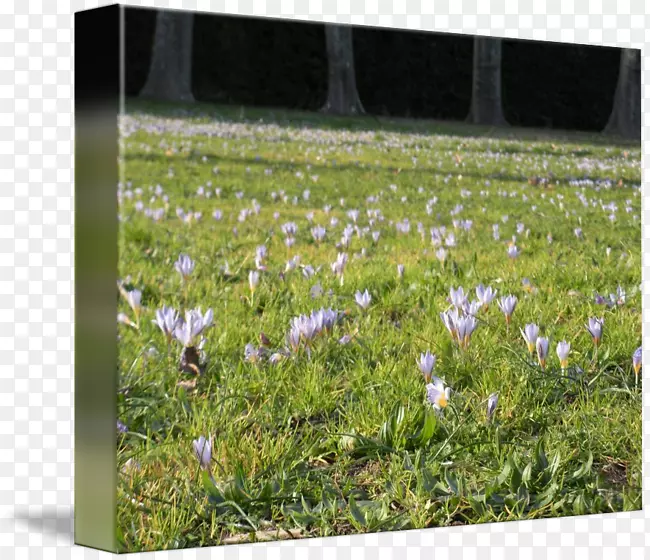 �ر�Ұ������ֲ��޹�²�.�������ɴ�ӡ�����ұ�־-������