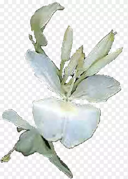 ��ֲ�ﻨ������Ͷ�-�������ɹŰ�-������