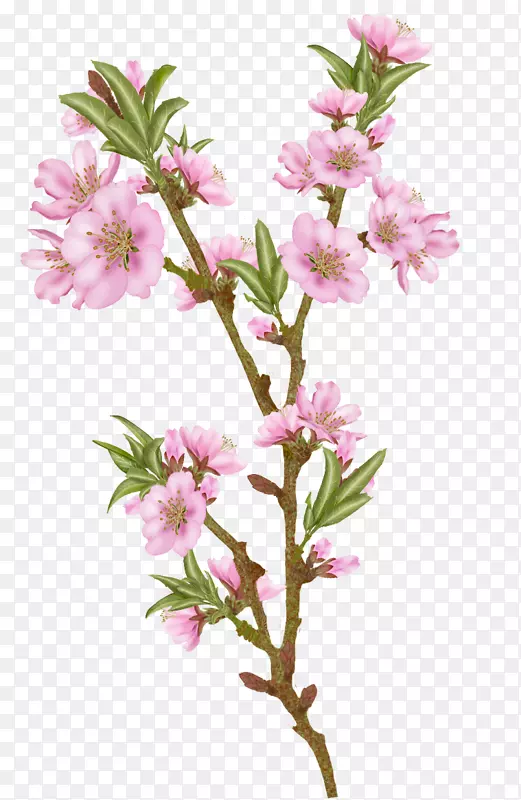 �ӻ��廨��������-�ӻ�-������