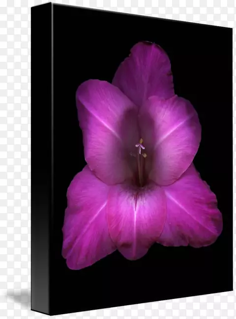 ͼƬ����������Ӱ������-��˹��������˹-������