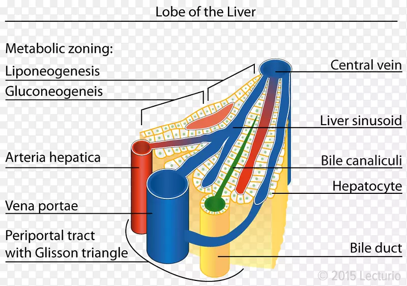 ���ҶСҶ-�����ĺ�����ѧЦ��-������