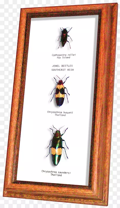 �׳�ͳ���-������