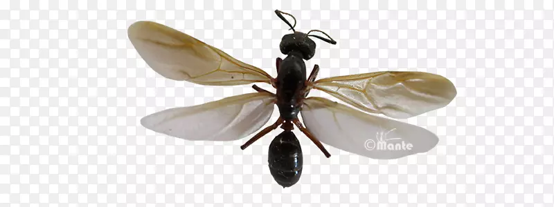 ����������������.����-������