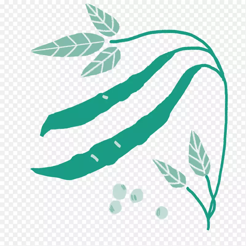 ʥ�¶���˹�������̼������������㶹-������