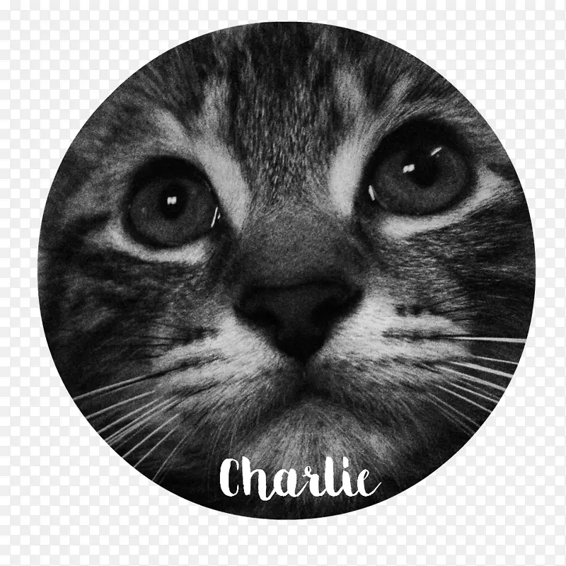 С����è������ëè���ӳ�ë�����޻��-������