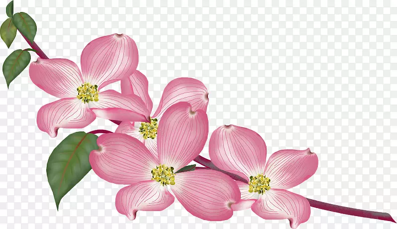 GIF������ͼƬjpeg gfycat-����Paln-������