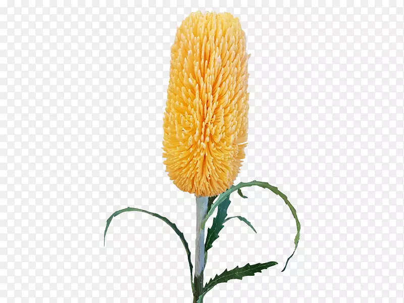 ����ֲ����Ʒֲ�ﾥ��S.A.-���޵�˿��-������