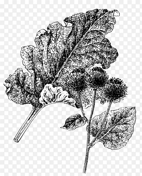 ��ţ�򿪻�ֲ��Ҷҩ��ֲ��Ҷ-������