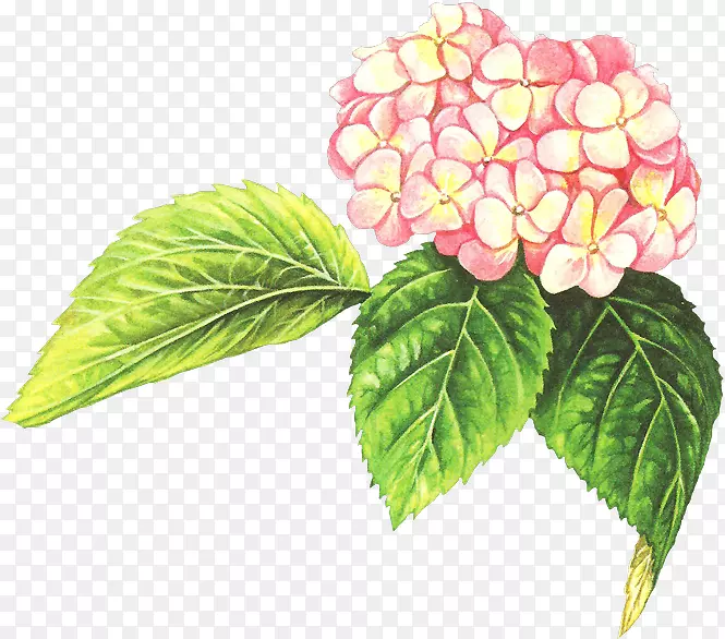 ˮ�ʻ�Ҷ���껨��-������