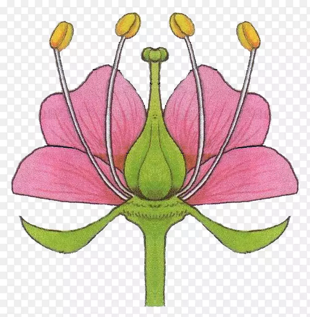 ���껨����ֲ���-��-������