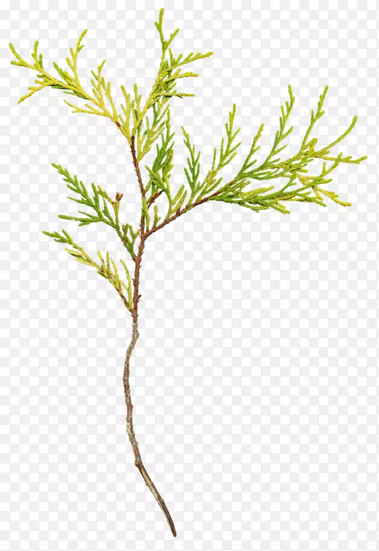 pngͼƬС֦-������