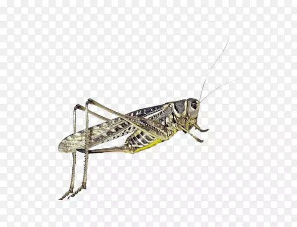 �ȳ�-������