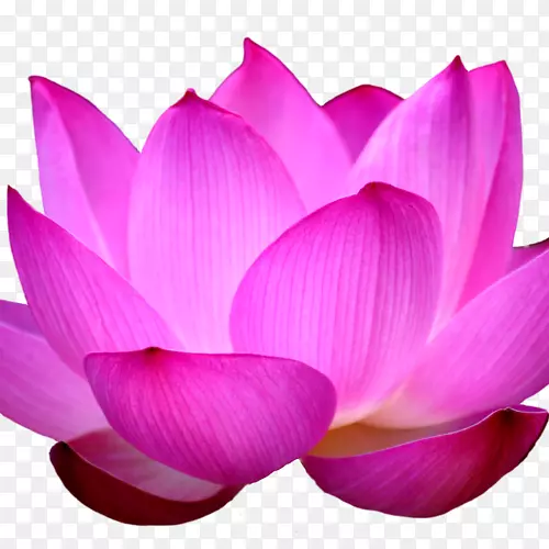 Lakshmi��ʥ������pngͼƬˮ�ٺϰ�����������ϣ��-������