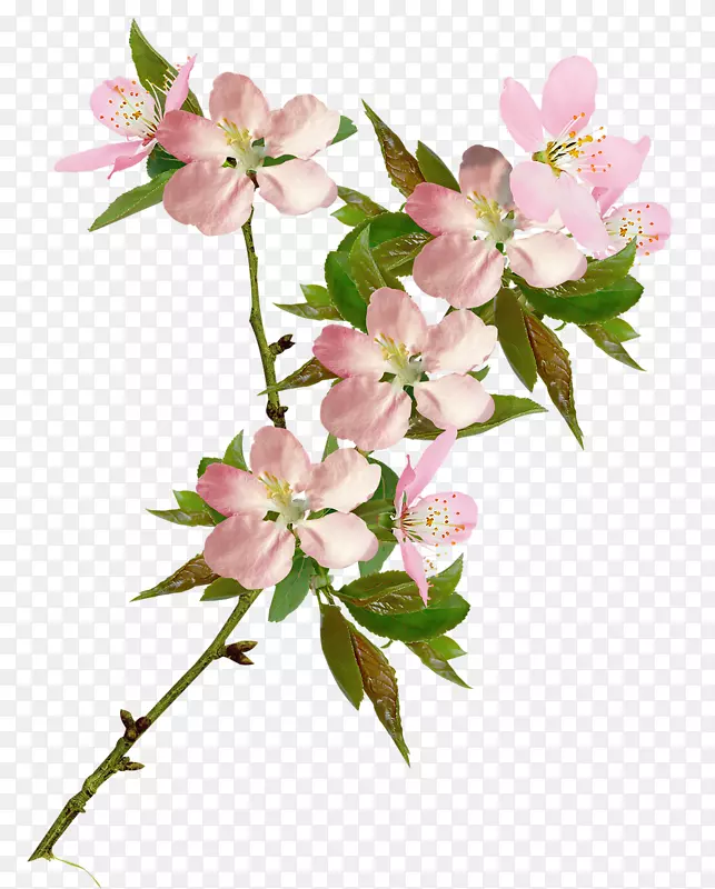 pngͼƬӣ���廨����ӣ��-������