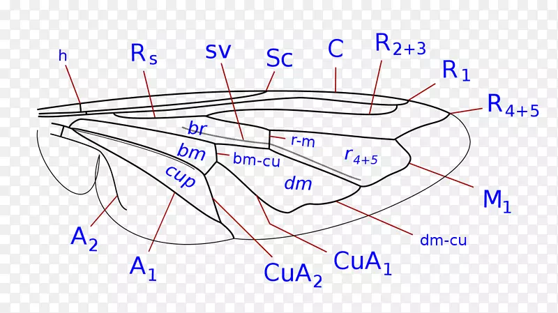[ҽ]���������Ͼ�(Episyrphus Merodon-��)-������