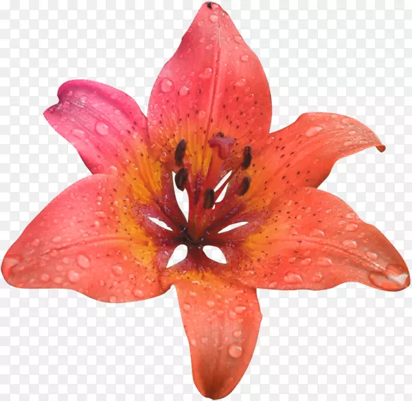 ��ɫ����pngͼƬͼ��-��ɫ-������