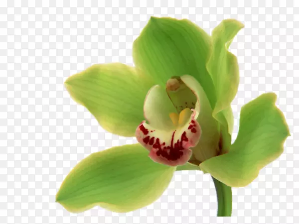 �����������������ֽ����ɫ-������