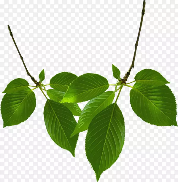 pngͼƬҶͼ��gif����-�µĲ���-������