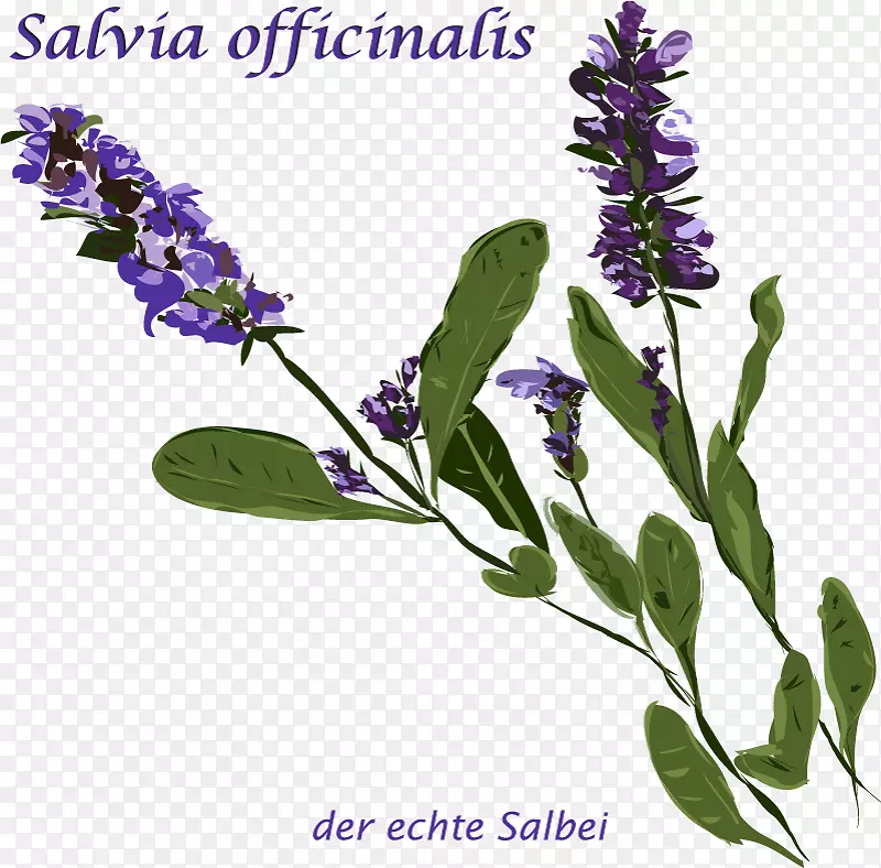 Ӣ��޹�²���ͨ��β���Ե��������-������-������