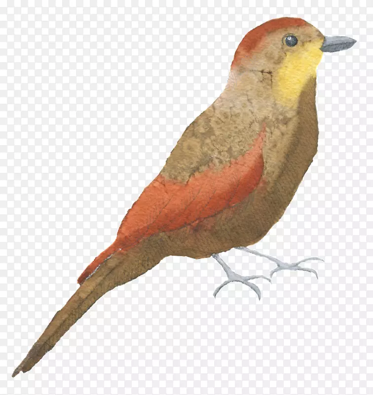 ˮ�ʻ�ͼ��pngͼƬ������Ƭ-������