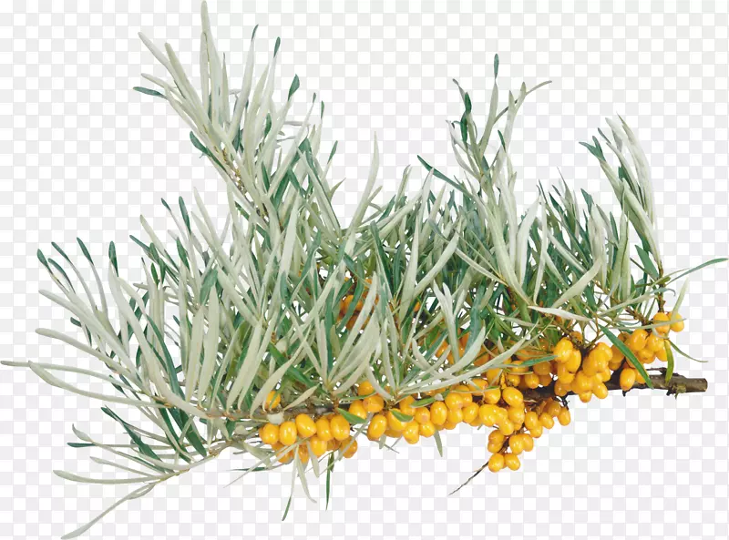 �ݱ�ֲ��-ɳ��PNG-������