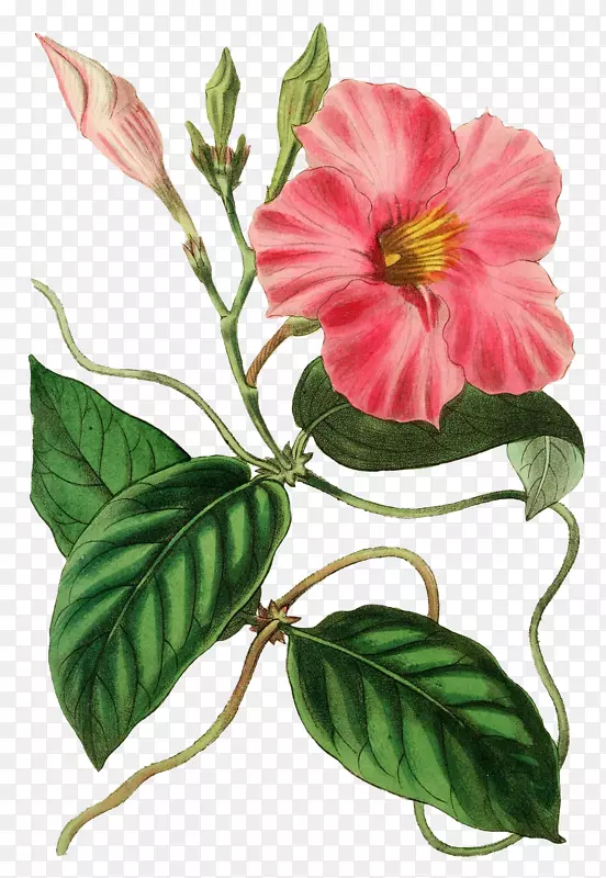 ��������ͼƬ-������