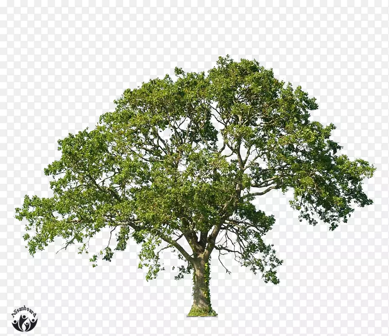 ��ľ������ľ������ҵЭ���֦��-������