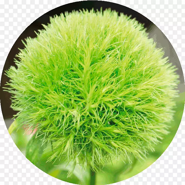 �л�-������