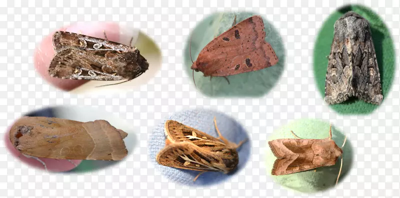 ʳ��-��¶��������-������